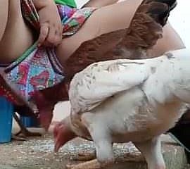 Debe ver desi bhabi gallina de alimentación