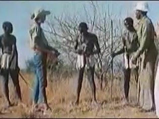 MAXI gallos AFRICANOS
