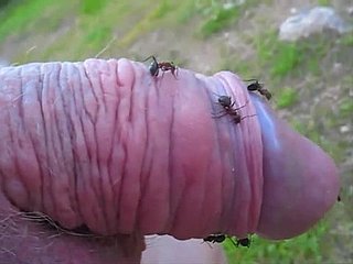 Кудрявый парень высовывает маленький член в муравейник и наслаждается этим